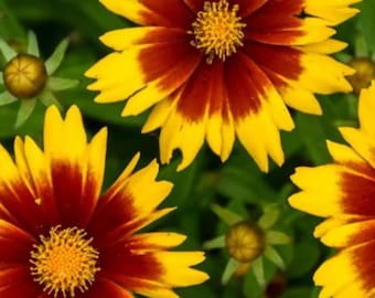 Coreopsis Gold & Bronze Tickseed Live Perennial Plants Flowers, Deer Resistant, Pollinator, Dwarf Variety, Container Plants, Zones 5-9