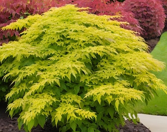 Larix Decidua 'krejci'- Larch - 8