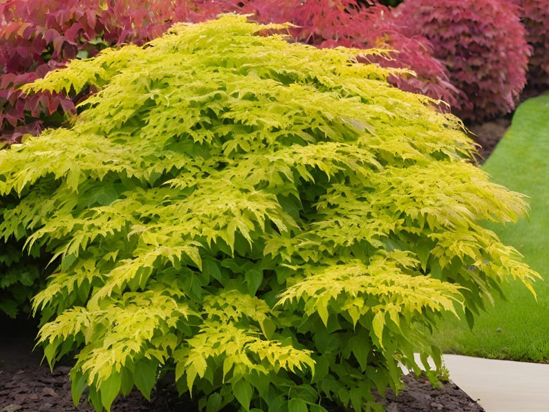 MichianaWholesaleLLP Aralia Sun King - Thumbnail 4