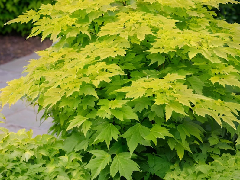 MichianaWholesaleLLP Aralia Sun King - Thumbnail 2