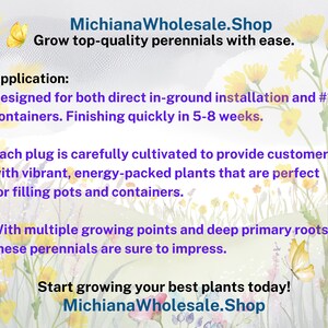 50 Perennial Sesleria Greenlee Hybrid Ornamental Grass Bulk Landscape Plants image 6
