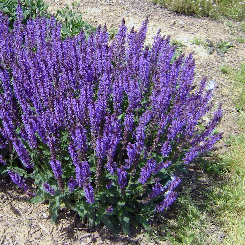 Salvia Blue by You - Thumbnail 5