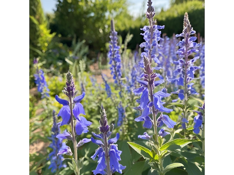 Salvia Blue by You - Thumbnail 2