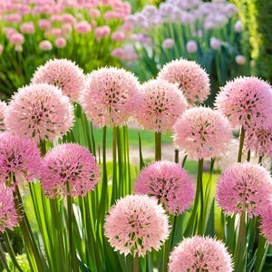 10/15/30/50 Wholesale Live Perennial Allium Big Beauty Plants Flowers Herbs Drought Tolerant Deer Rabbit Resistant Garden Pollinator Zone 4