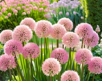 10/15/30/50 Wholesale Live Perennial Allium Big Beauty Plants Flowers Herbs Drought Tolerant Deer Rabbit Resistant Garden Pollinator Zone 4
