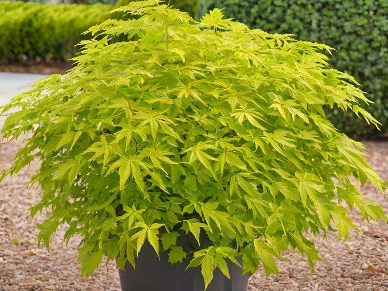 MichianaWholesaleLLP Aralia Sun King