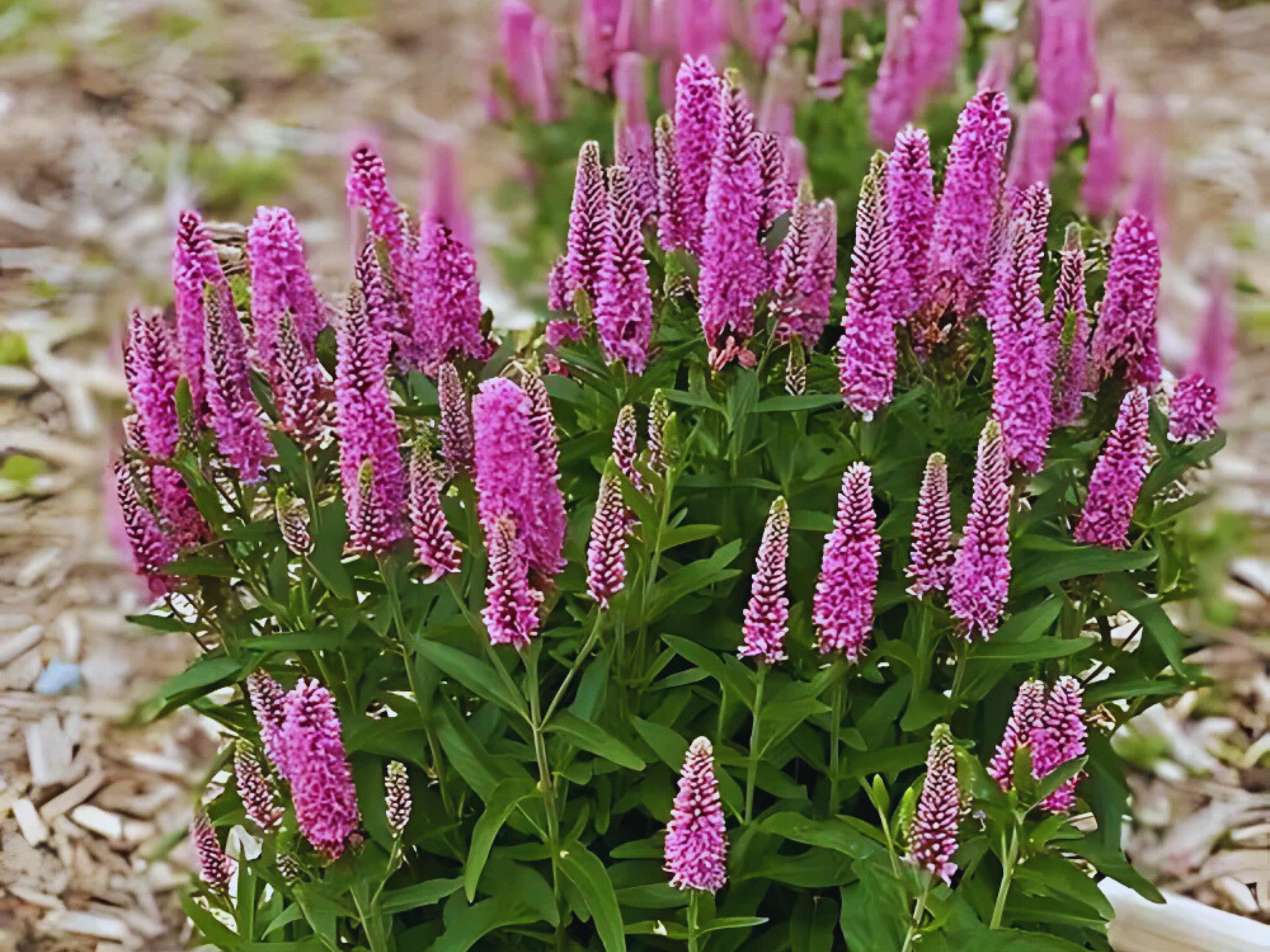 5 Live Perennial Veronica Skyward Pink Speedwell Landscape Plants ...