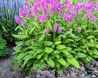 10/15/30 Wholesale Perennial Stachys officinalis 'Densiflorus' Betony-Dwarf Plants Flowers Herbs Vintage Heirloom Cottage Garden