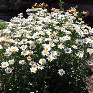 5 Perennial Leucanthemum 'Becky' Shasta Daisy Plants Flowers Herbs Vintage Heirloom Cottage Garden