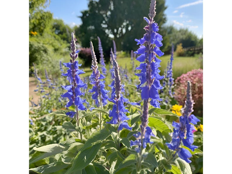 Salvia Blue by You