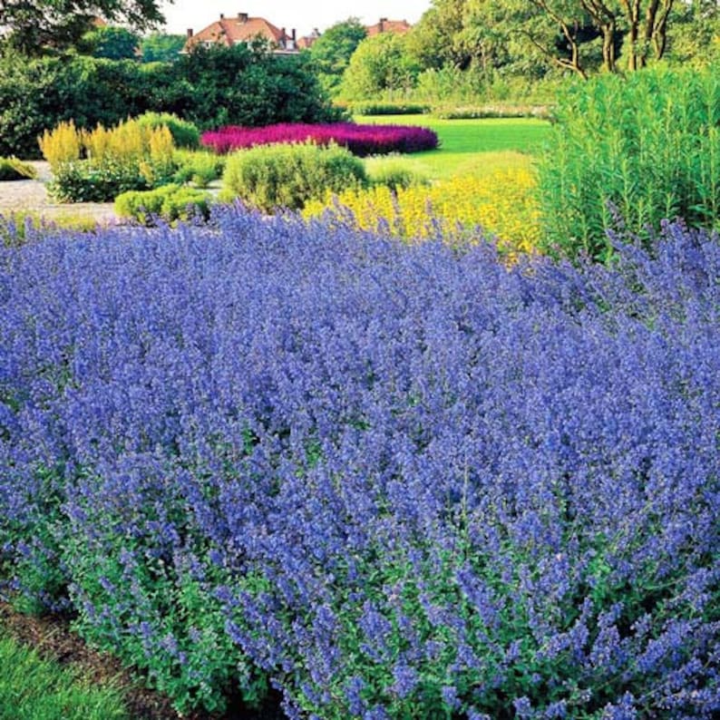 Walker's Low Catmint - Thumbnail 4