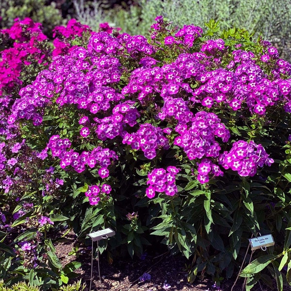 10/15/30 Perennial Phlox Laura Organic Plants Flowers Herbs Vintage Heirloom Cottage Garden