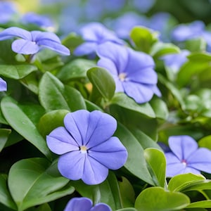 10/15/30 Wholesale Live Perennial Vining Vinca Lesser Periwinkle Plants Flowers Drought Tolerant Deer Rabbit Resistant Groundcover Erosion