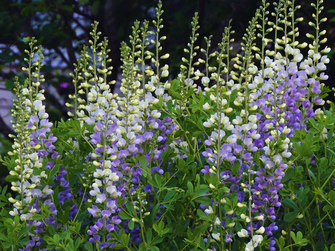 5 Live Perennial Baptisia Lunar Eclipse False Indigo Bulk Plants 