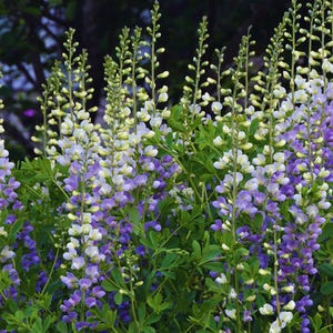 5 Baptisia Lunar Eclipse Plants: Drought Tolerant Perennial Flowers