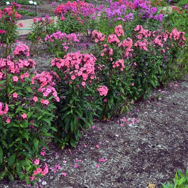 5 Perennial Phlox 'Coral Crème Drop' Plants Flowers Herbs Vintage Heirloom Cottage Garden