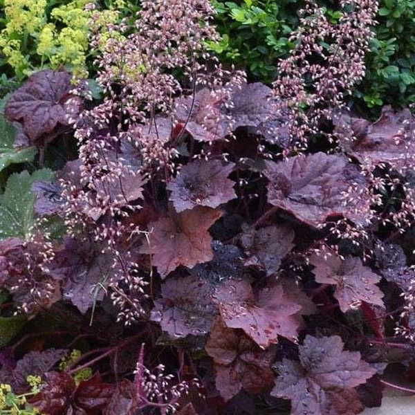 10/15/30 Wholesale Perennial Heuchera 'Palace Purple' Coral Bells Live Plants Flowers Herbs Vintage Heirloom Cottage Garden