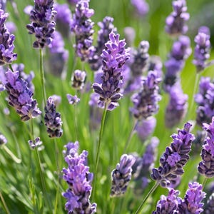 38 Wholesale Live Perennial Lavender Phenomenal Bulk Discount Plants Flower Herbs Deer Rabbit Resistant Garden Pollinator Fragrant Cut Zone4