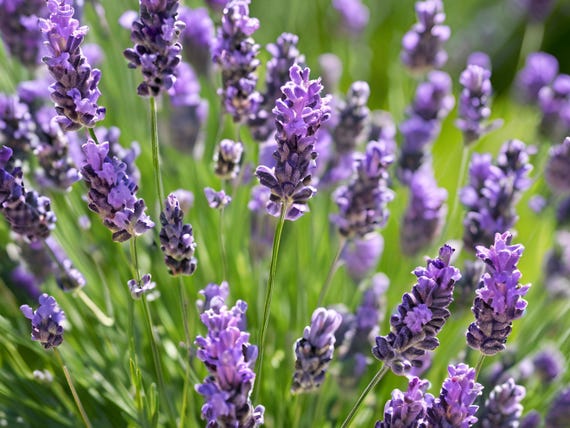 5 Live Perennial Lavender Phenomenal Bulk Landscape Plants Flower Herbs -  Etsy