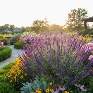 May include: A vibrant garden scene featuring tall purple salvia spikes as the focal point, surrounded by clusters of pink peonies, yellow black-eyed Susans, and purple coneflowers. A stone pathway winds through the landscape near a birdbath.
