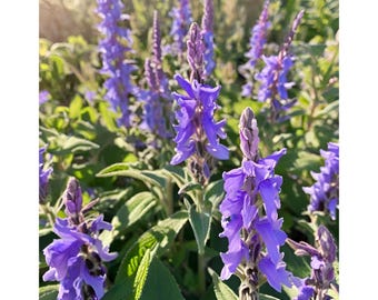 5 Live Perennial Salvia Wesuwe Sage-Meadow Landscape Plants Flowers Herbs