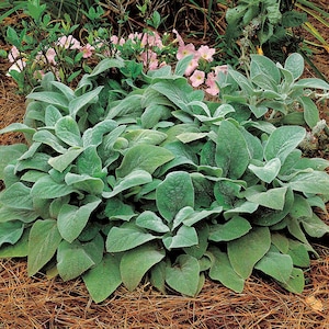 May include: A close-up of a patch of lamb's ears, a type of perennial plant with soft, fuzzy, silver-green leaves. The plant is growing in a garden setting with brown mulch.