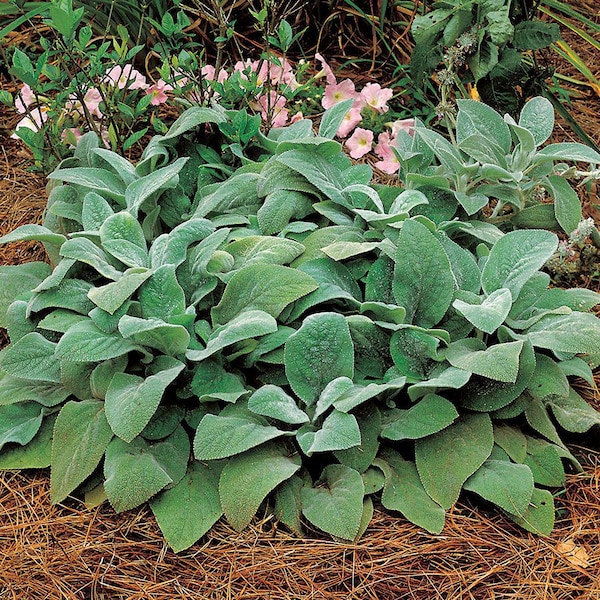 5 Live Perennial Stachys Helene von Stein Giant Lambs Ear Bulk Landscape Plants