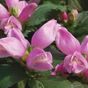 May include: Close-up of pink flowers with a unique shape, surrounded by green leaves. The flowers have a delicate, textured appearance and are in full bloom. The image showcases the beauty of nature.