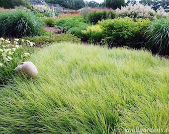 10/15/30 Perennial Sesleria autumnalis Ornamental Grass Bulk Landscape Plants
