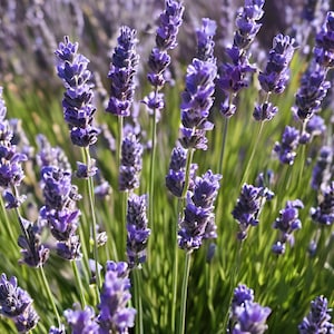 10/15/30 Wholesale Live Perennial Lavender Super Blue Bulk Plants Flowers Herbs Rabbit Deer Resistant Cold Hardy Zone 5 Garden Pollinator
