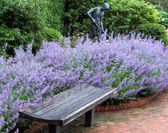 10/15/30 Live Perennial Nepeta Walkers Low Catmint Bulk Landscape Plants Flowers Herbs
