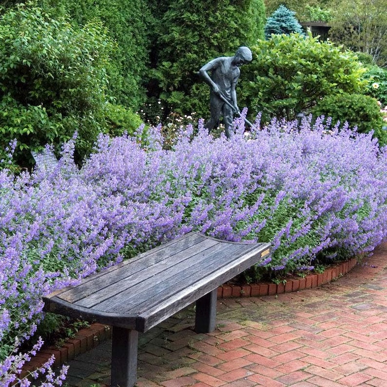Walker's Low Catmint - Thumbnail 3