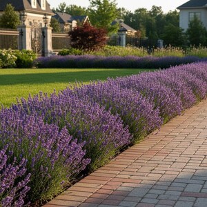 K&ouml;nnte beinhalten: Eine lange, dichte Reihe von leuchtend violetten Lavendelpflanzen in voller Bl&uuml;te, die an einen gepflegten gr&uuml;nen Rasen und einen hellen Ziegelweg grenzen, der zu einem gro&szlig;en Wohnhaus im Hintergrund f&uuml;hrt.