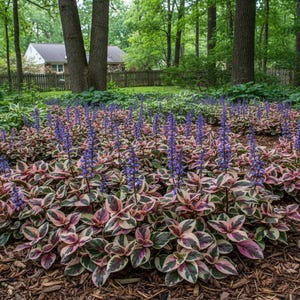 30 Live Perennial Ajuga Burgundy Glow Bugleweed Bulk Plants Flowers Groundcover