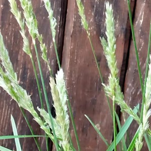 May include: Close-up of green grass with white seed heads growing against a brown wooden fence.