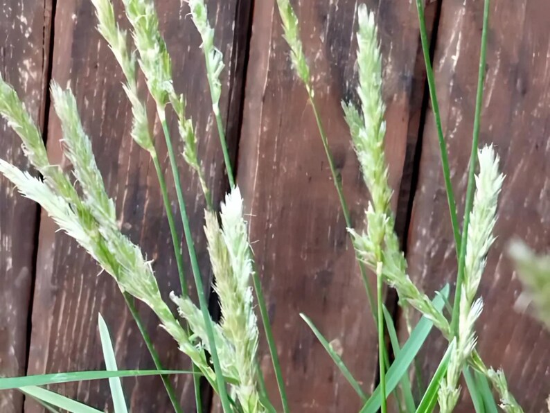May include: Close-up of green grass with white seed heads growing against a brown wooden fence.