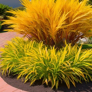 10/15/30/38 Live Perennial Water Garden Acorus Ogon Golden Variegated Sweet Flag Bulk Ornamental Grass Deer Rabbit Resistant Groundcover