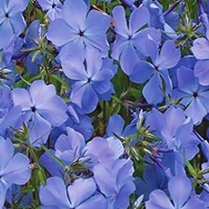 May include: Close-up of a cluster of vibrant blue flowers with five petals each. The flowers have dark centers and are surrounded by green foliage. The image showcases a natural, floral theme.