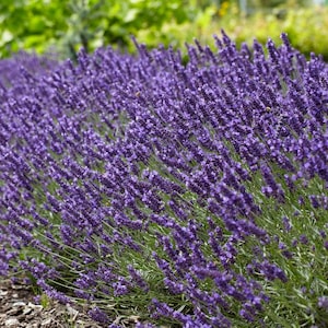 5 Wholesale Live Perennial Lavender Super Blue Bulk Plants Flowers Herbs Deer Rabbit Resistant Garden Pollinator Zone 5 Fragrant Cut Dried