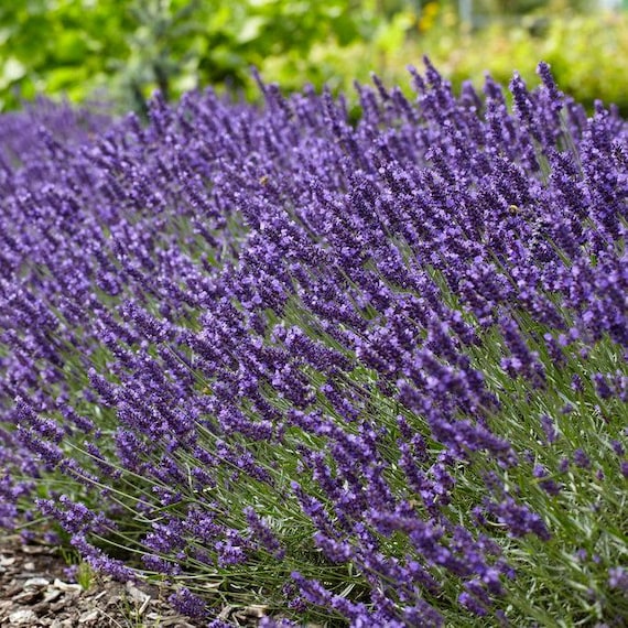 5 Live Perennial Lavender Super Blue Landscape Plants Flowers Herbs Deer  Resistant - Etsy