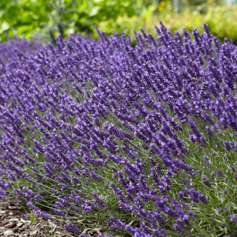 Lavender, live plants, landscape perennials, bulk flats, wholesale flowers, drought tolerant, native, deer resistant, rabbit resistant, cut flower, butterfly friendly, hummingbird, pollinator, landscape design, florist, starter plants, zone 3, zone 4, zone 5, zone 6, certified nursery plugs, flowers that come back, nostalgic, English, cottage garden, country, cottagecore, kitsch, homestead, vintage, antique, heirloom, gifts, farmhouse, mass planting, pet safe, plant lovers,
