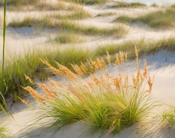 50 Native Perennial Dune Grass Ammophila Beachgrass Landscape Ornamental Grass