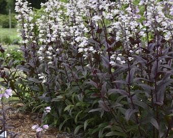 10/15/30 Perennial Penstemon ‘Onyx and Pearls’ Beardtongue Live Plants Flowers Herbs Vintage Heirloom Cottage Garden