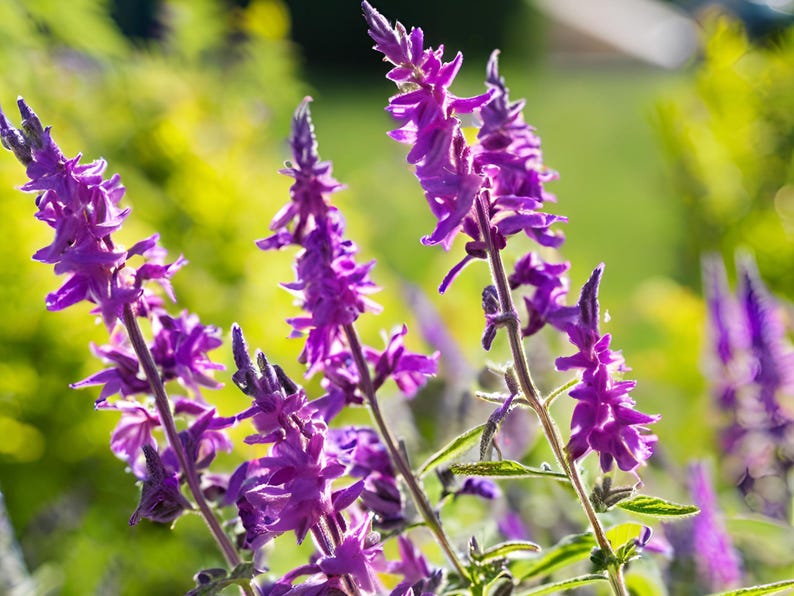 Salvia Caradonna Perennial