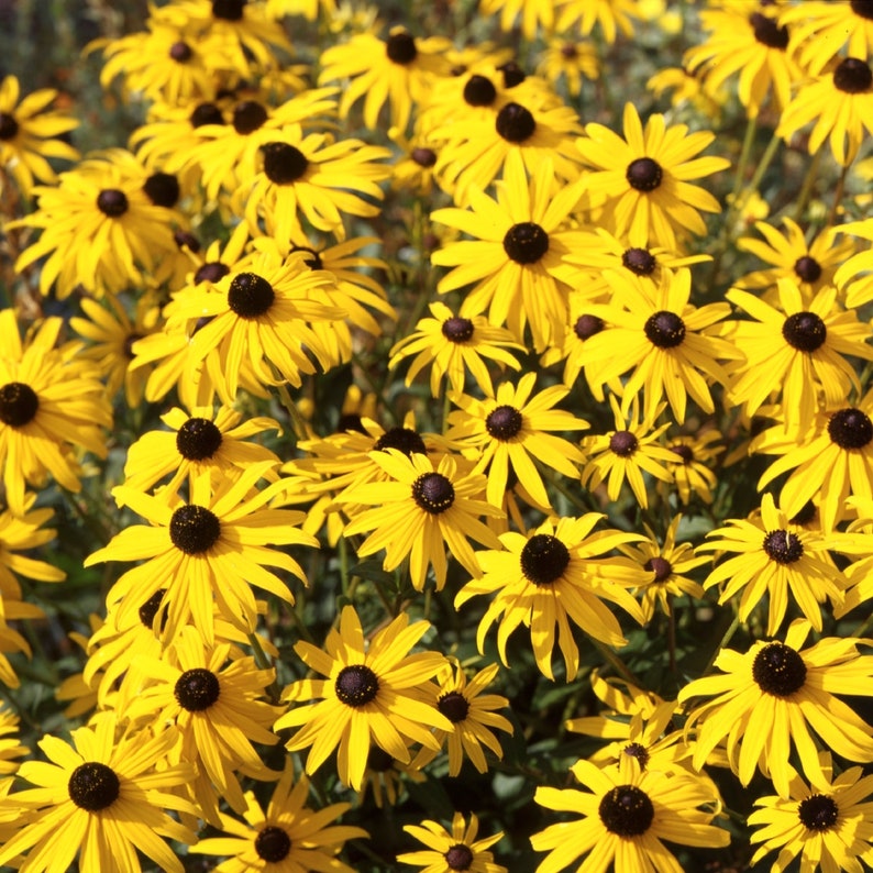 Rudbeckia Goldsturm Black Eyed Susan - Thumbnail 4