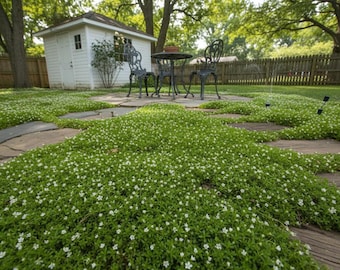 30 Live Perennial Sagina Irish Moss Bulk Landscape Plants Flowers