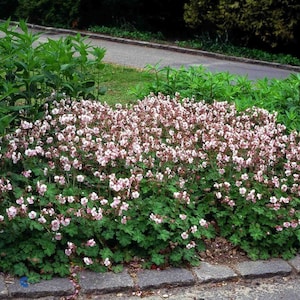 5 Live Perennial Geranium Biokovo Cranesbill Plants Flowers Herbs Deer Resistant Garden Pollinator