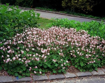 2 lebende, mehrjährige Storchschnabel-Sorten 'Biokovo', Blumen, Kräuter, resistent gegen Rehe, bestäuberfreundlich, Zone 4-8