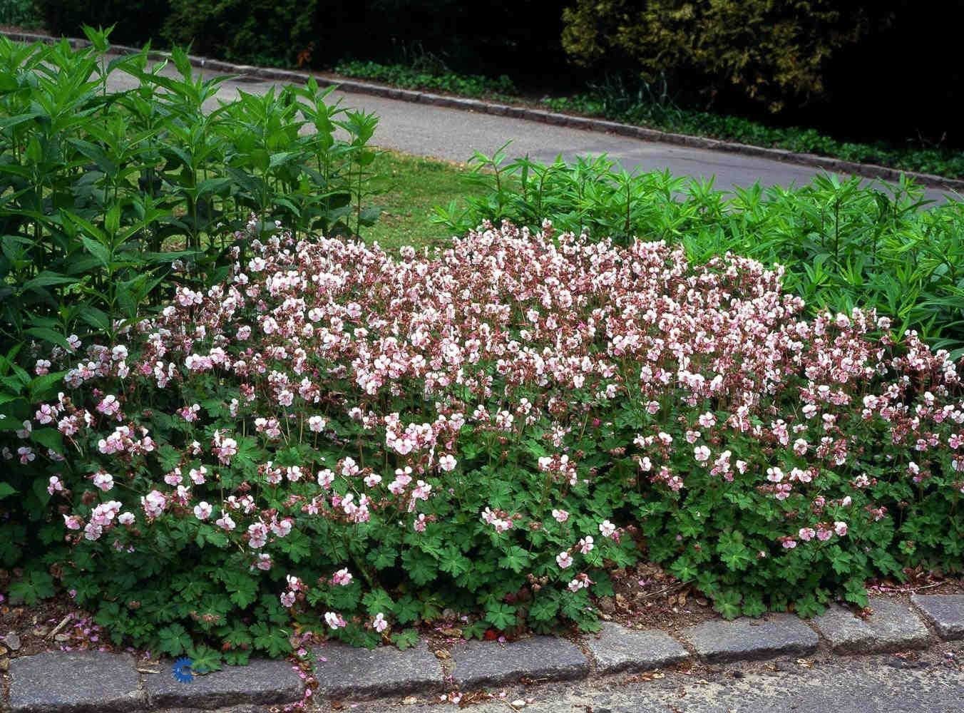 5 Live Perennial Geranium Biokovo Cranesbill Bulk Landscape Plants ...