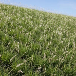 May include: A field of vibrant green grass featuring tall, slender stalks with feathery, light-colored seed heads. The vegetation grows on a gentle slope under a clear blue sky, creating a textured landscape of natural green and white tones.